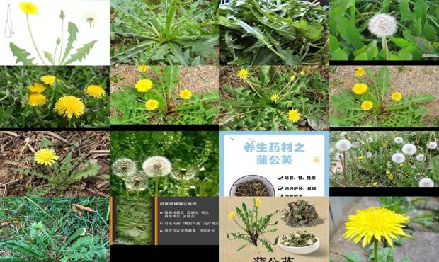 汕头蒲公英可以治疗乳腺炎吗