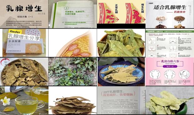 汕头金橘叶治疗乳腺增生